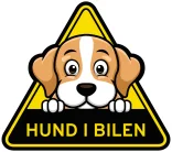 hund i bil beagle