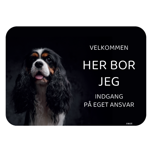 Her bor jeg skilt hund Cavalier king charles spaniel